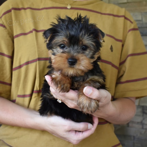 �t��ata mini yorkie k adopci. V�echna �t��ata jsou o�kovan� a zdrav�