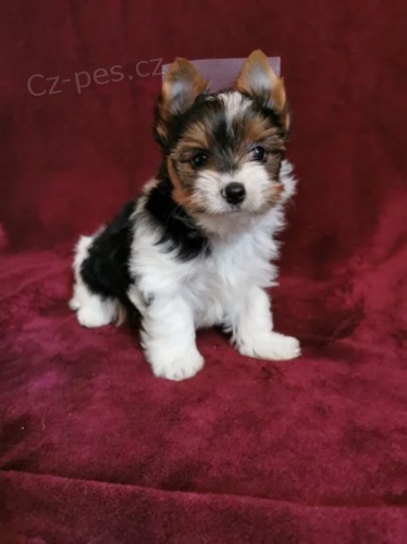 �t��ata mini yorkie biewer k adopci. V�echna �t��ata jsou od�erven�, o�kovan� a zdrav�