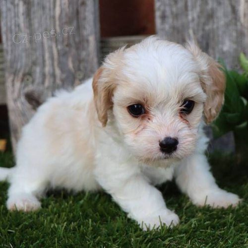 fena a pes Cavachon �t��ata k adopci. V�echna �t��ata jsou od�erven�, o�kovan� a zdrav�