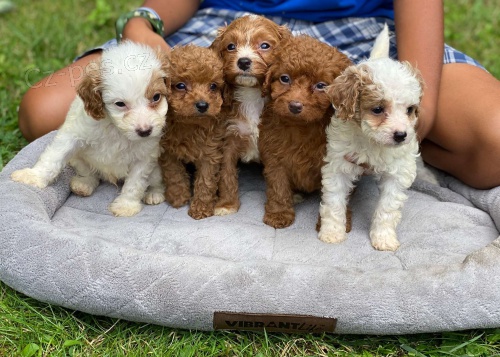 Kr�sn� �t���tka CavaPoo k adopci. V�echna �t��ata jsou od�erven�, o�kovan� a zdrav�