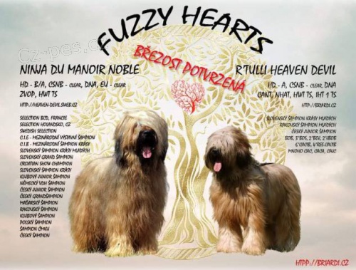 Briard - plav� �t��ata