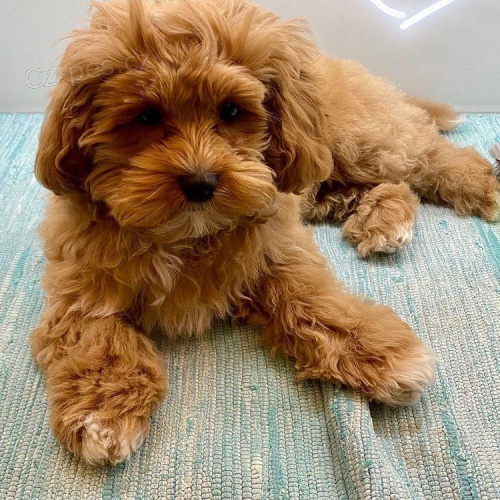 Meru�kov� �t��ata Maltipoo.