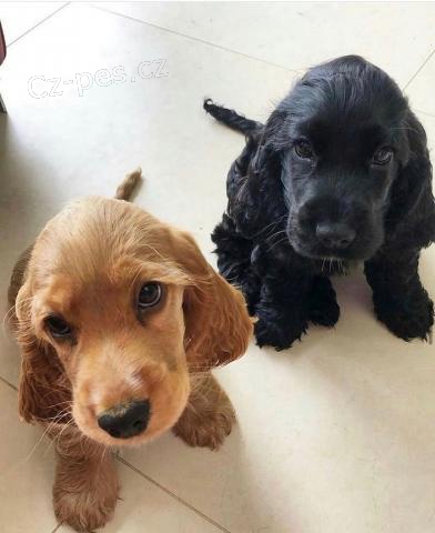 �t��ata kokr�pan�l�.