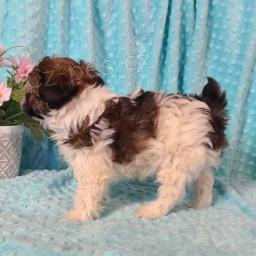 Shih Tzu �t��ata.