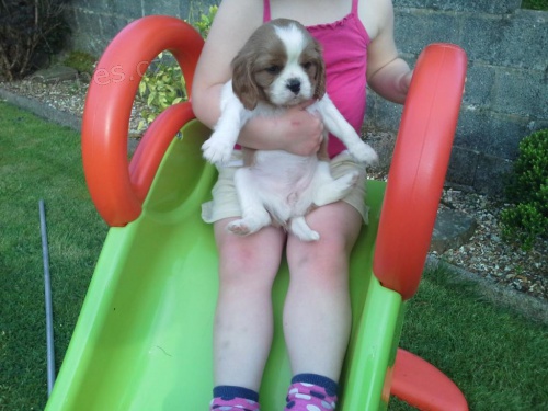 �t��ata kr�le Karla.