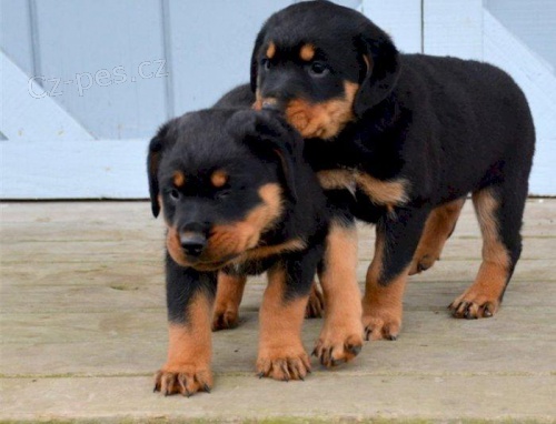 �t��ata rottweiler�.