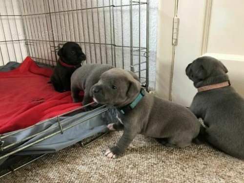 Staford��rsk� bulteri�r.