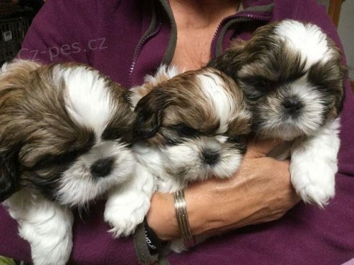 Rozko�n� �t��ata Shih Tzu.