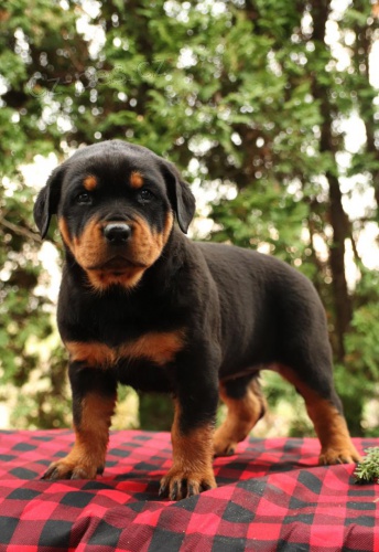 �t��ata rottweiler�.