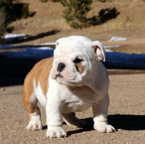 �t��ata anglick�ho buldoka.