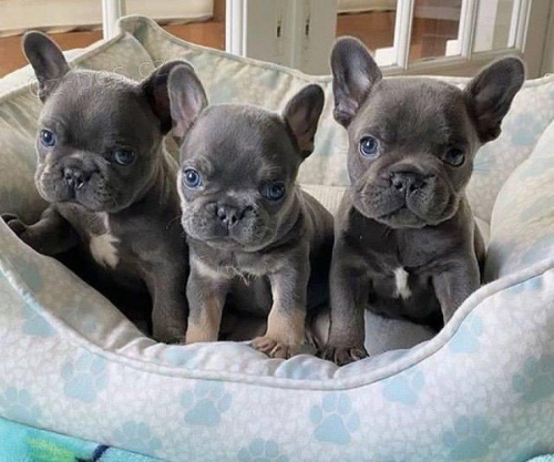 �t��ata francouzsk�ho buldo�ka.