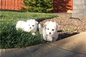 Ohromuj�c� maltsk� �t��ata.