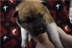 Americk� �t��ata Akita.