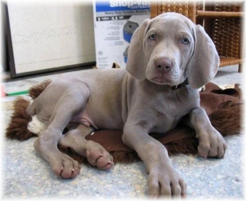 zdrav� o�kovan� �t��ata v�marsk�ch oha�� k adopci