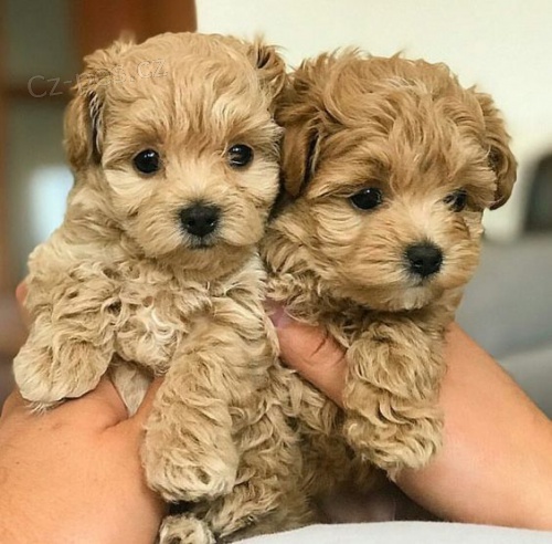 miniaturn� �t��ata pudl�ka a feny k adopci �t���tka jsou v�echna o�kovan� a od�erven�.