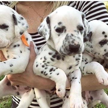 Kc reg dalmatsk� �t��ata.