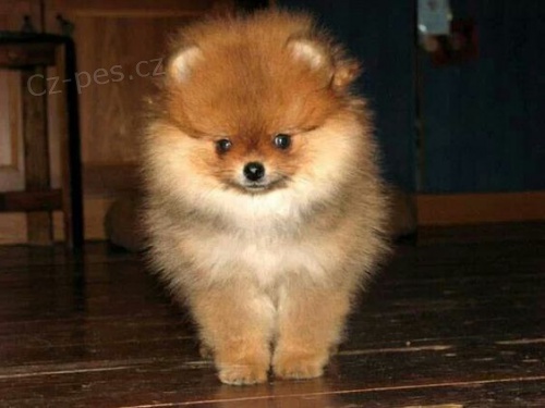 zdrav� a kr�sn� miniaturn� �t��ata pomeranian� na prodej. Jsou o�kovan� a od�erven�.