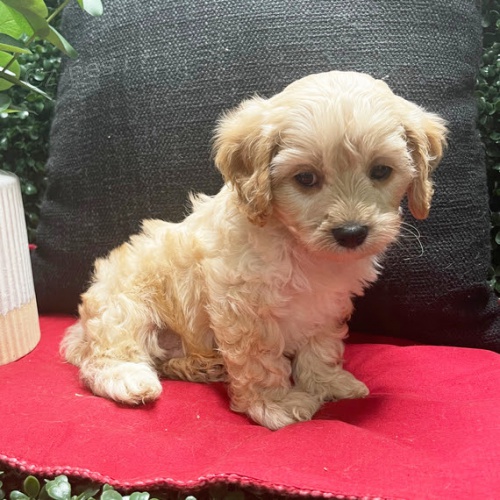 Prod�m zdrav� �t��ata Cavapoo. �t���tka jsou o�kovan�, od�erven� a p�ipravena j�t do nov� rodiny a domova.