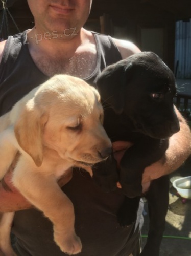 Prod�m zdrav� a kr�sn� �t��ata labradorsk�ho retr�vra pejska a fenky.