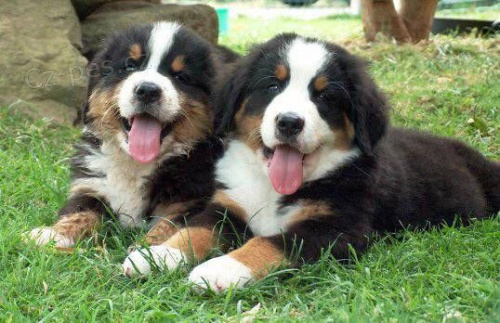 �t��ata Bernsk�ho sala�nick�ho psa k adopci. Moje �t��ata jsou vychov�v�na v m�m dom� s ko�kami a jin�mi mal�mi zv��aty. Hygienicky jsem je vycvi�ila a jsou velmi p��tel�t� a socializovan�.