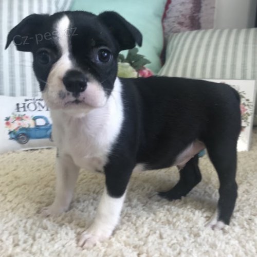 �t��ata bostonsk�ho teri�ra k adopci.