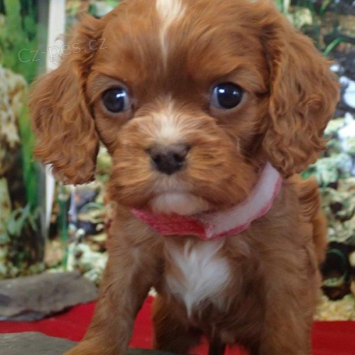 �t��ata kokrl�k� k adopci.