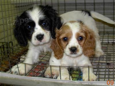 kr�sn� �t���tka kokrl�k� k adopci. �t���tka jsou o�kovan�, od�erven� a p�ipravena j�t do nov� rodiny a domova.