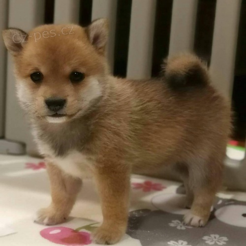Prod�m roztomil� �t���tka shiba inu