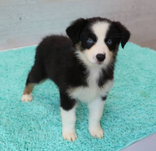 Prod�m roztomil� �t��ata australsk�ho ov��ka