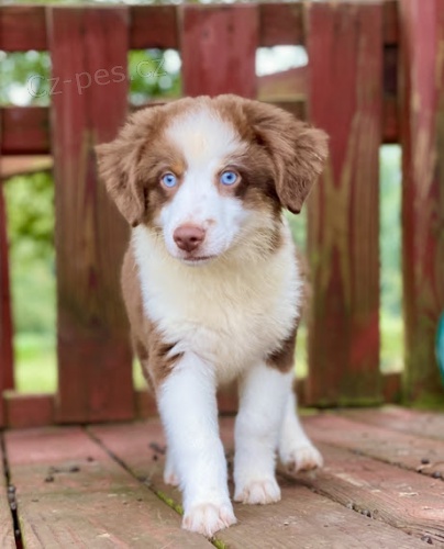 zdrav� o�kovan� �t��ata australsk�ho ov��ka k adopci