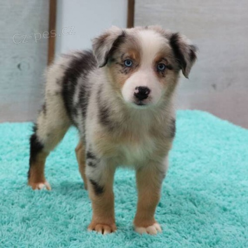 zdrav� o�kovan� �t��ata australsk�ho ov��ka k adopci