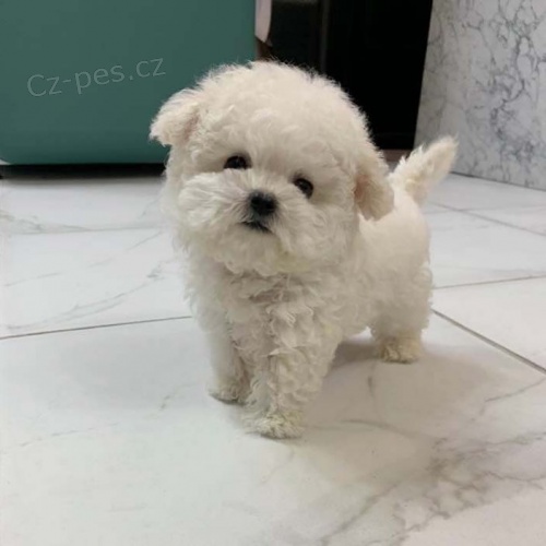 �t��ata bi�onka k adopci