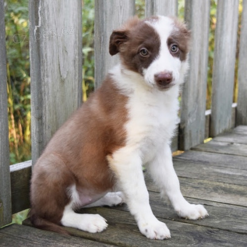 �t��ata border kolie k adopci