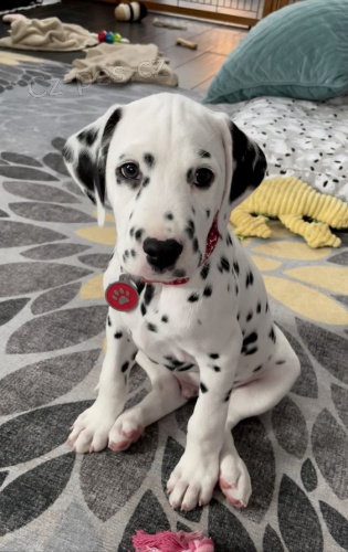 zdrav� o�kovan� �t��ata dalmatin� k adopci