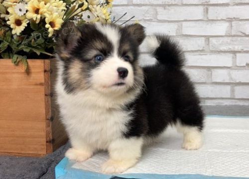 kr�sn� a and�lsk� �t���tka Pembroke Welsh Corgi k adopci.