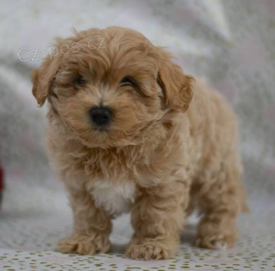 �t��ata Maltipoo k dispozici