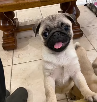 �t��ata Mops k dispozici