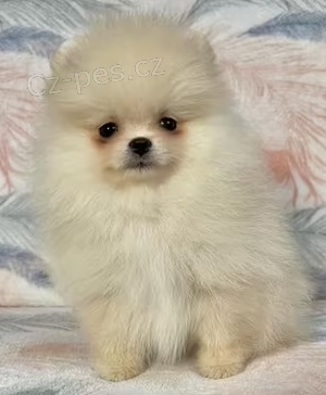 �t��ata Japonsk� �pic k dispozici