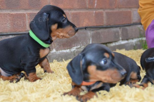 �t��ata jezev��ka.