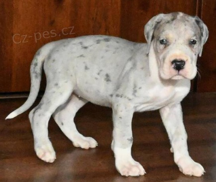 rozko�n� �t��ata n�meck� doga k dispozici