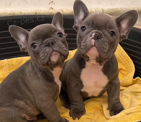 �t��ata Francouzsk� buldo�ek k dispozici