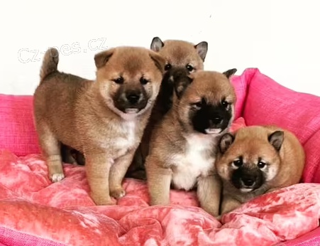 �t��ata Shiba Inu k dispozici