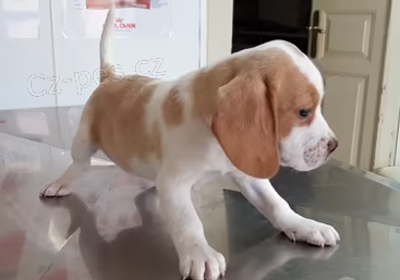 �t��ata Beagle k dispozici