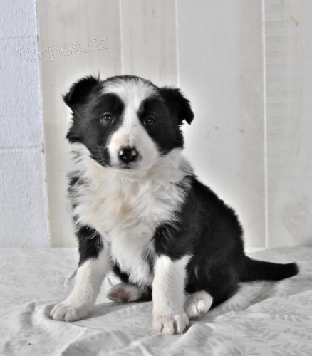 �t��ata Border kolie k dispozici