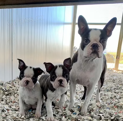 �t��ata Bostonsk� teri�r k dispozici