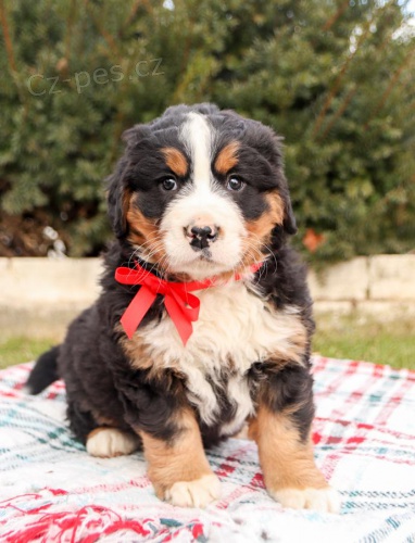 �t��ata bernsk�ho sala�nick�ho psa k dispozici