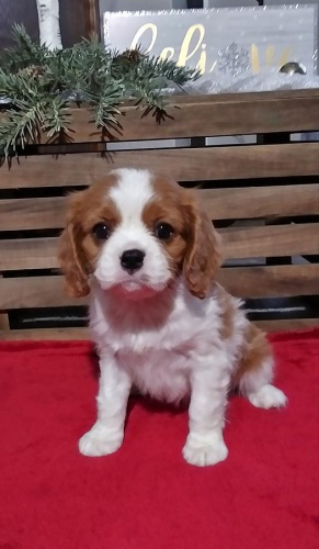 �t��ata kaval�r king charles �pan�l k dispozici