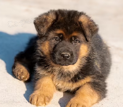 �t��ata n�meck�ho ov��k k dispozici