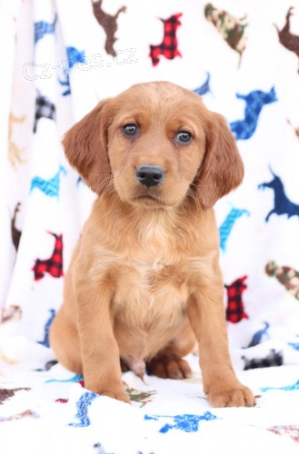 �t��ata Irsk� setr  k dispozici