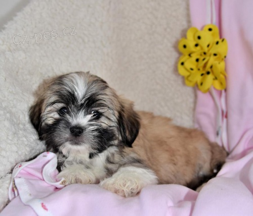 �t��ata Lhasa Apso k dispozici